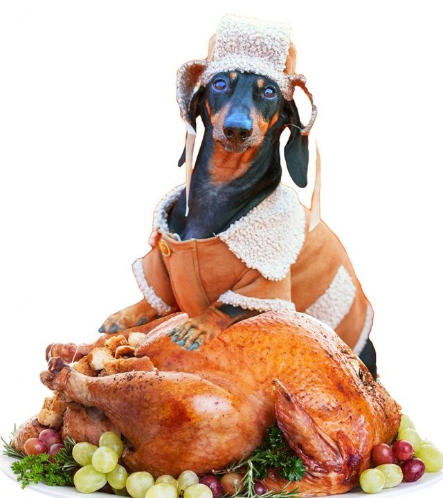A weiner dog in a jacket with a cooked turkey.
