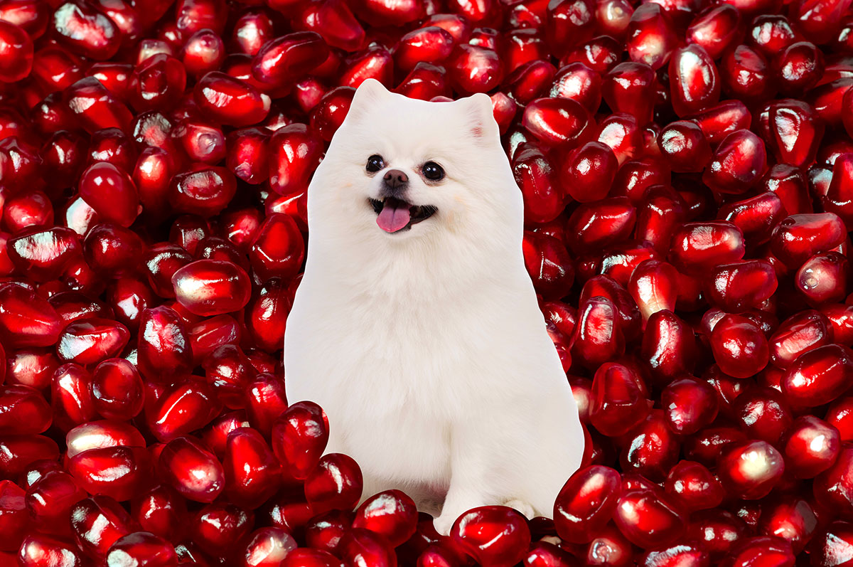 White pomeranian in a pile of pomegranate seeds.