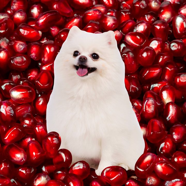 White pomeranian in a pile of pomegranate seeds.