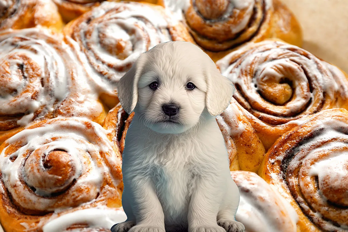 Puppy in front of cinnamon rolls.