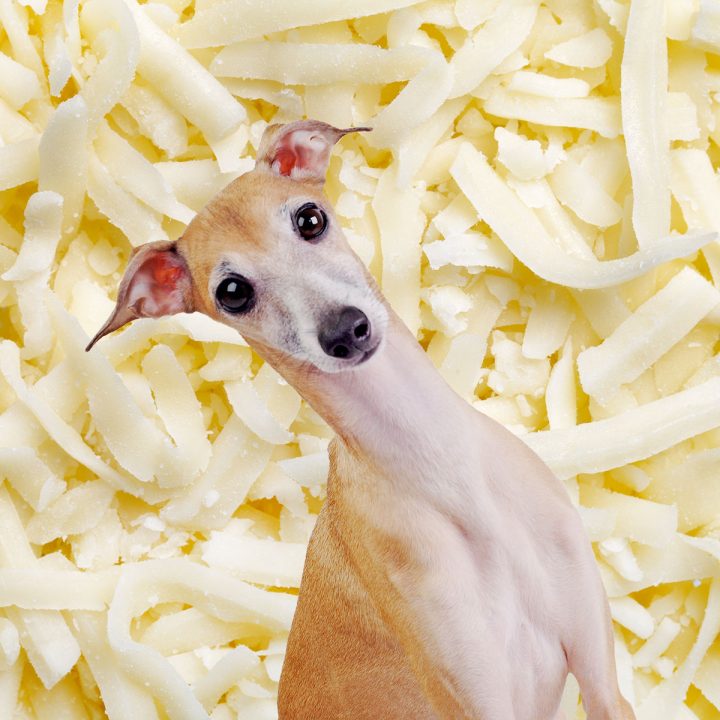 Italian greyhound in front of mozzarella cheese.