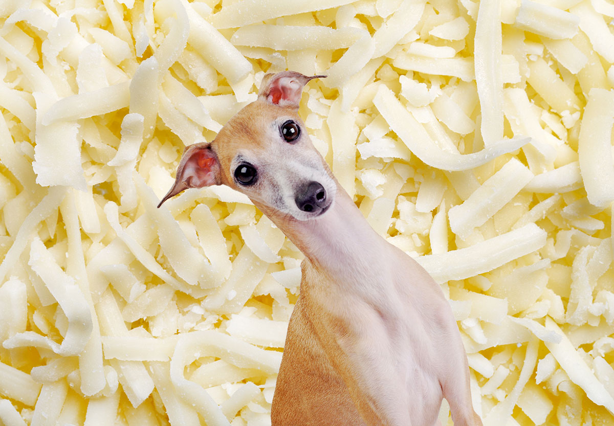 Italian greyhound in front of mozzarella cheese.