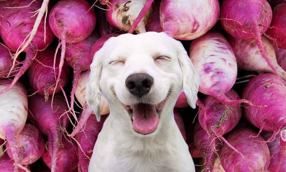 Can Dogs Eat Turnips? (Read Before You Feed!) Bone Appetreat