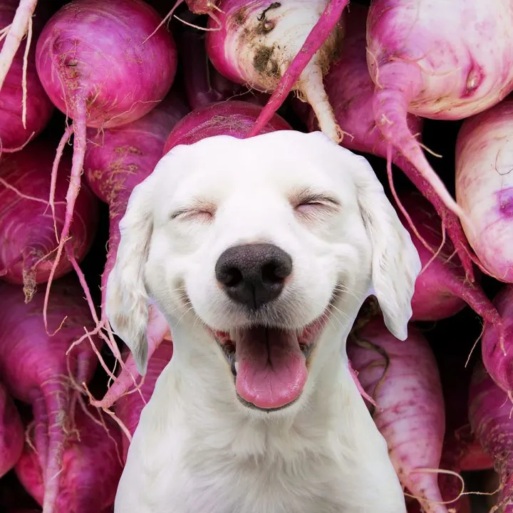 White dog in front of many turnips.
