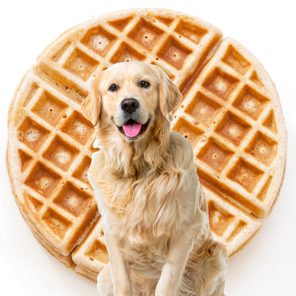Golden retriever with a waffle.