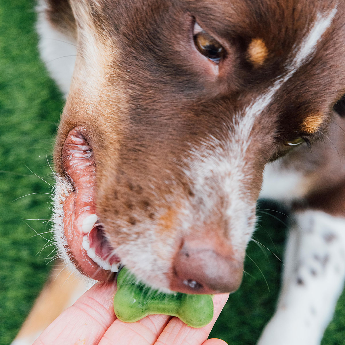 A dog eating a homemade breath mint out of a hand.
