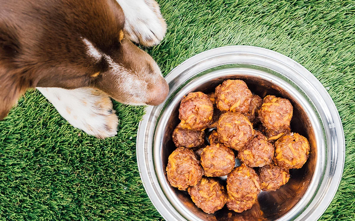 A dog sniffing a bowl full of meatballs.
