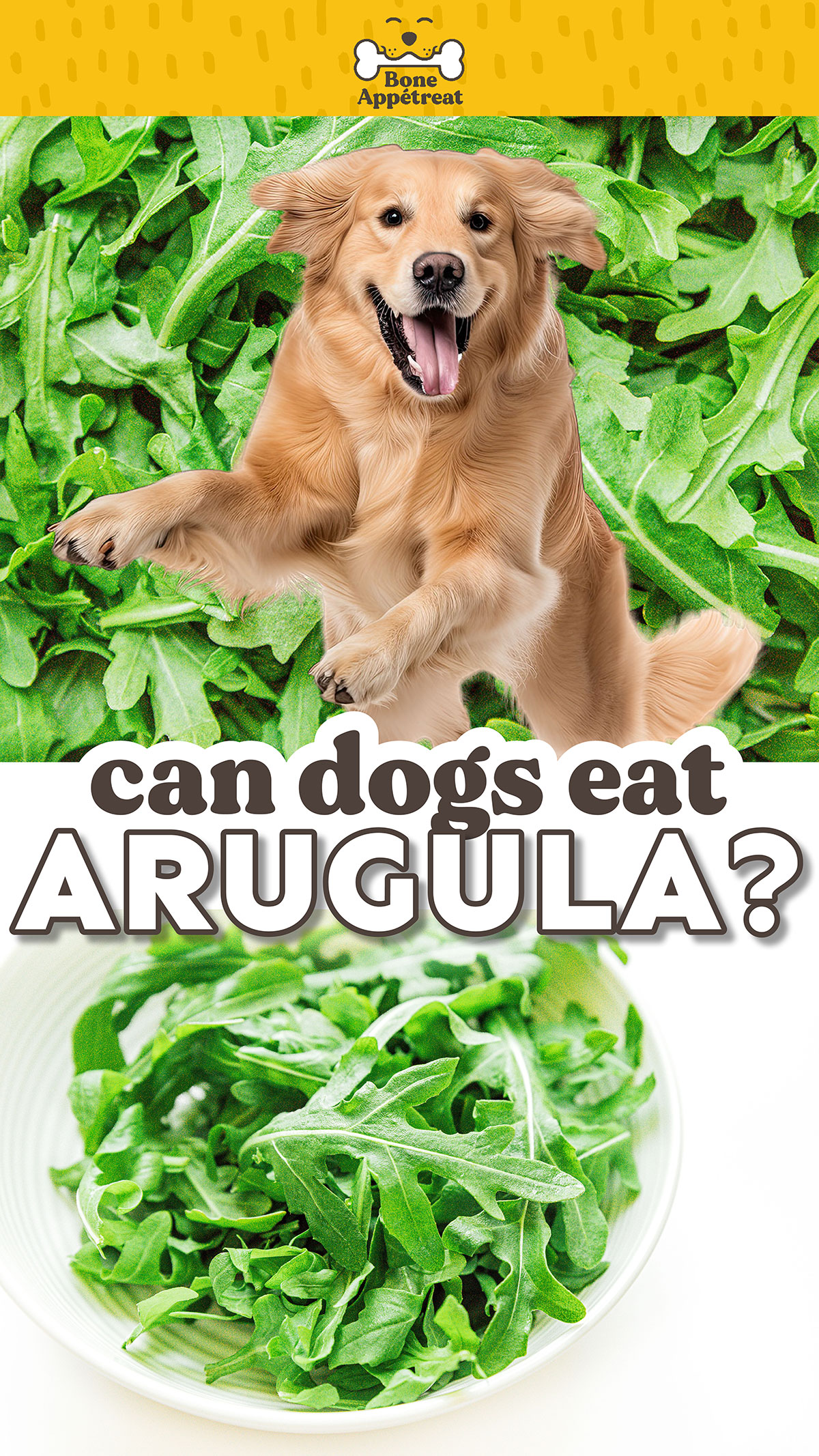 Can Dogs Eat Arugula? Read Before You Feed! Bone Appetreat