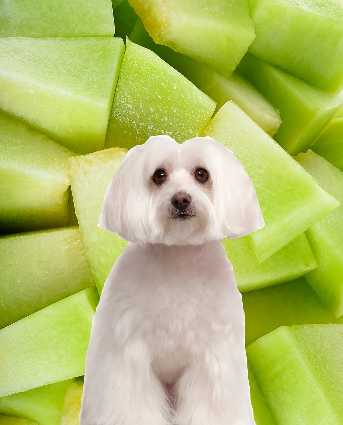 A white dog with a pile of honeydew melon.