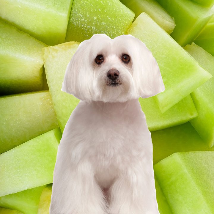 A white dog with a pile of honeydew melon.