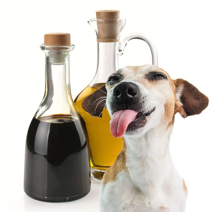Dog licking bottle of vinegar.