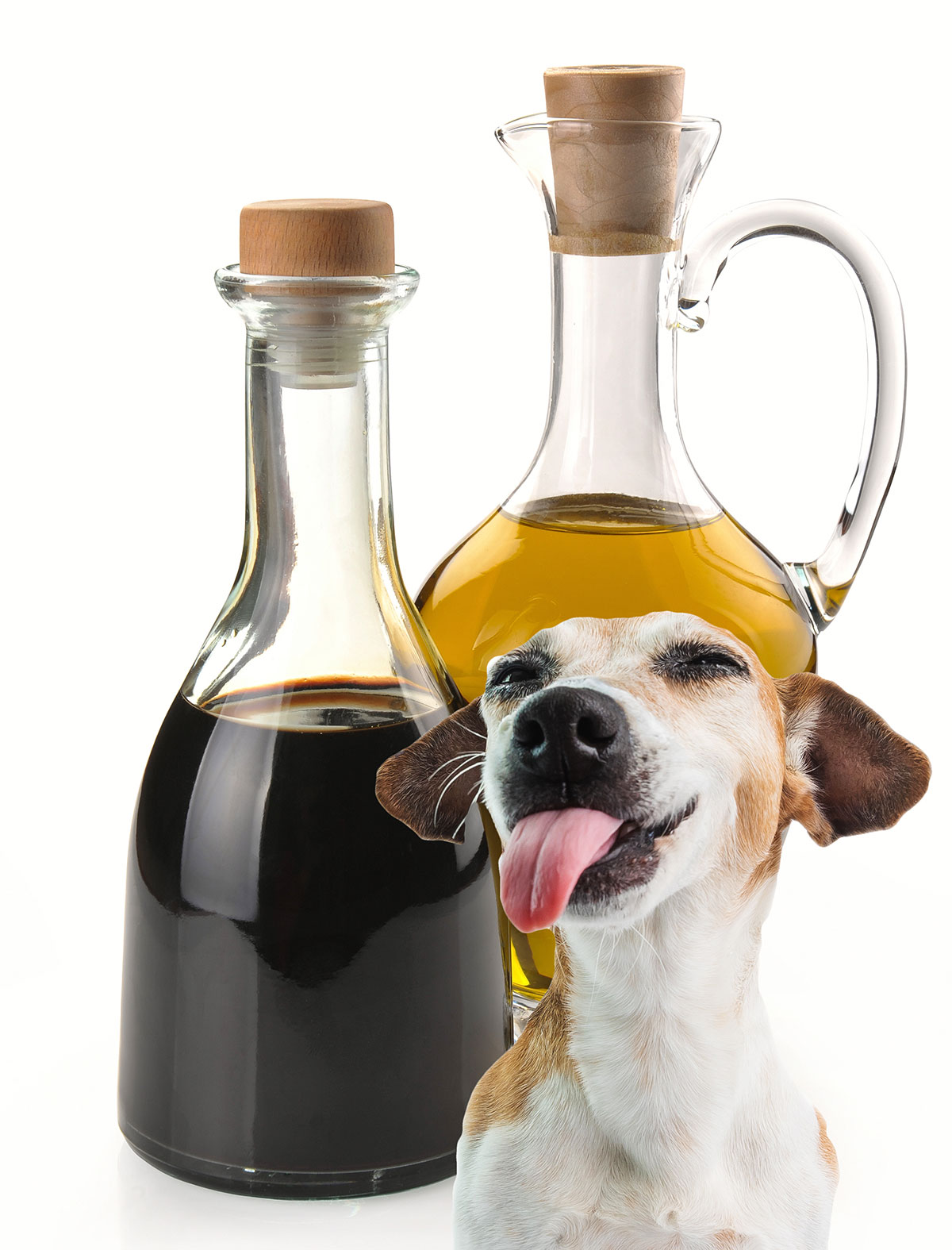Dog licking bottle of vinegar.