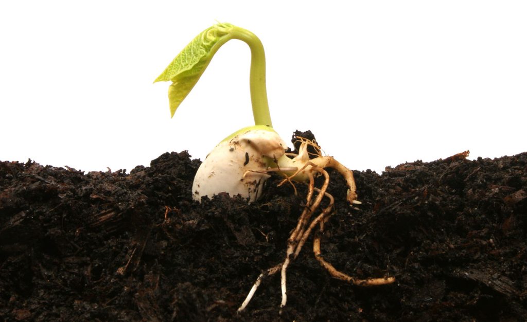 Bean sprouting into soil.