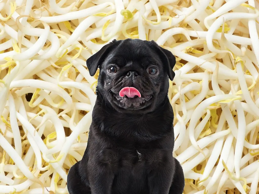 Black pug in front of bean sprouts.