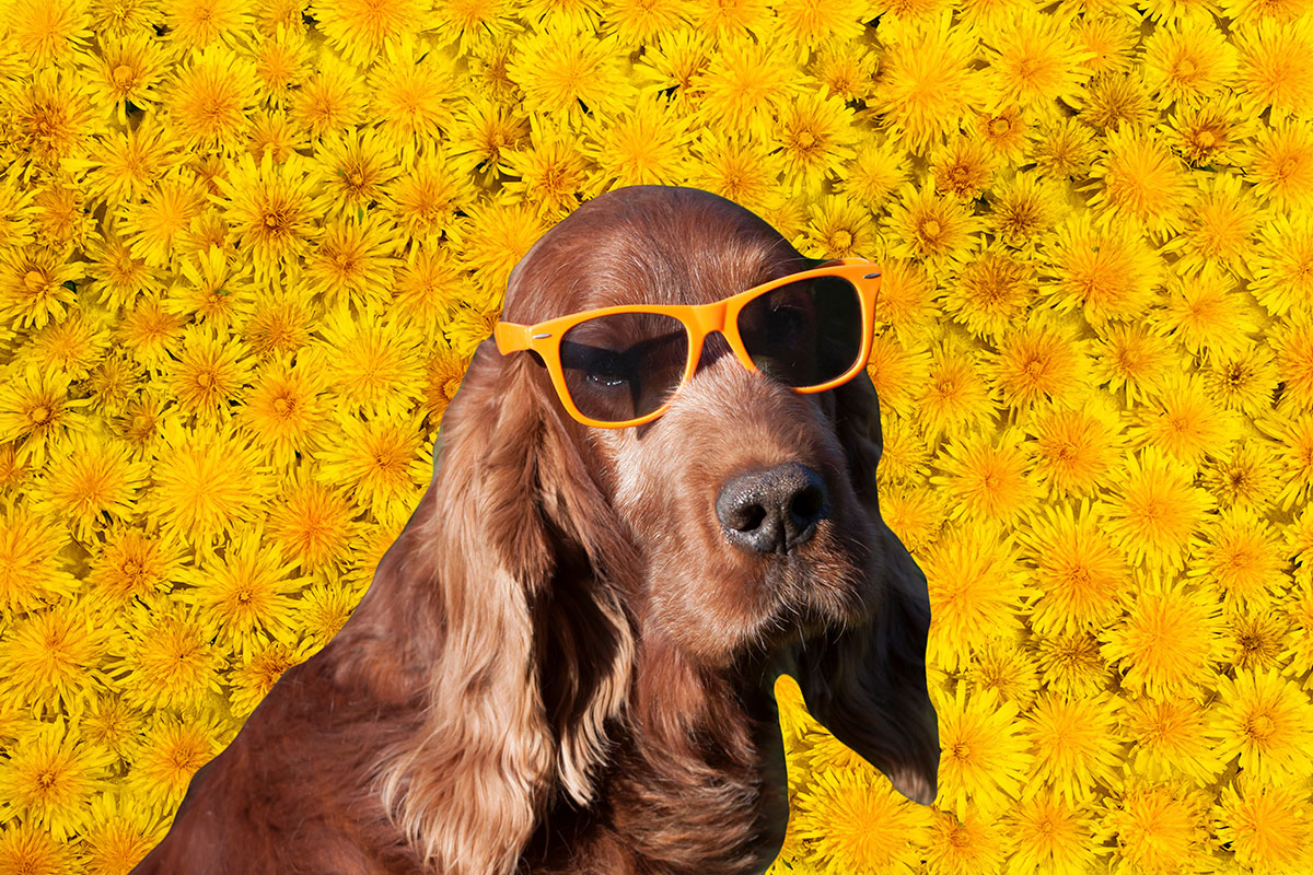Dog with sunglasses in front of dandelions.