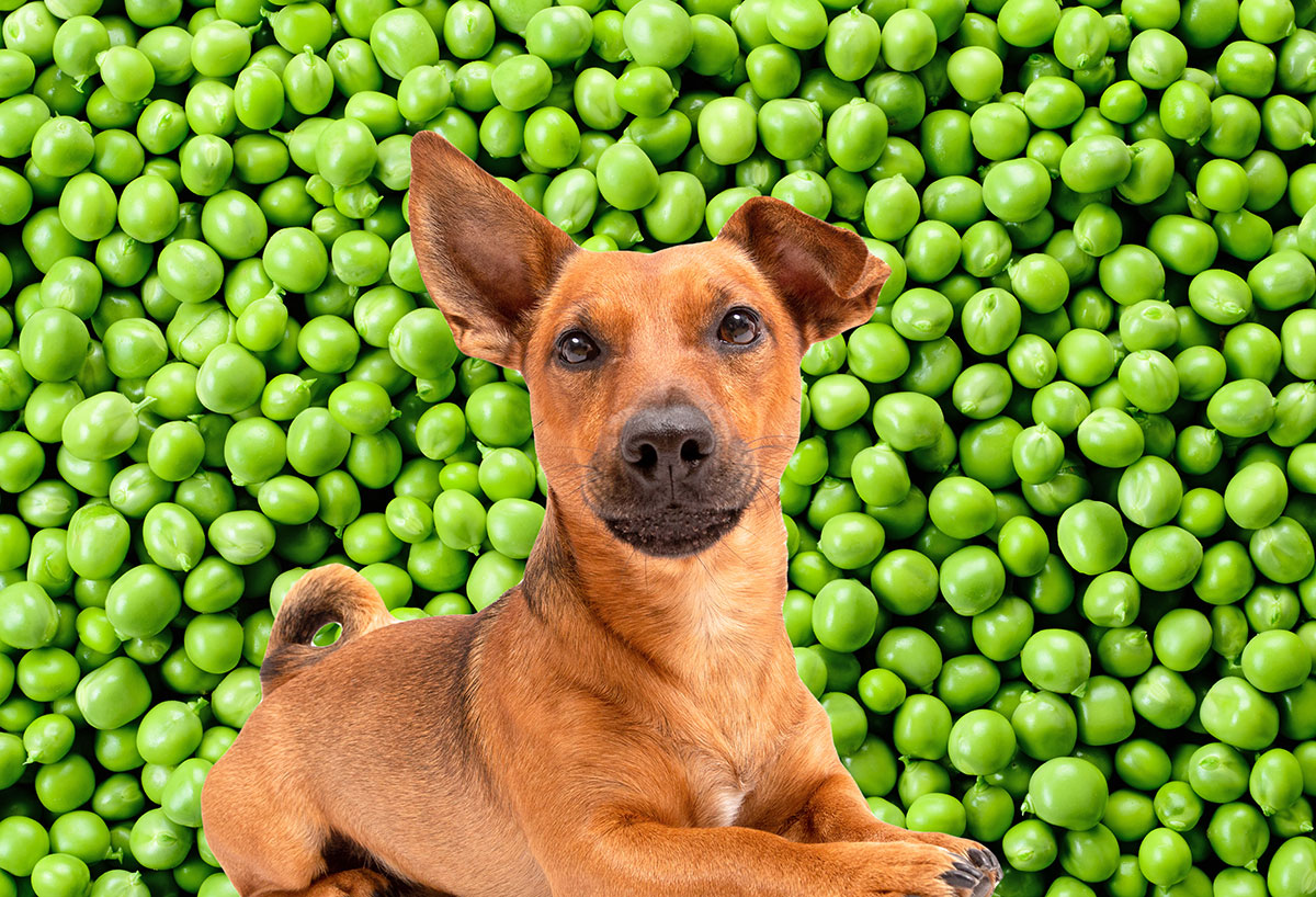 Brown dog in front of green peas.