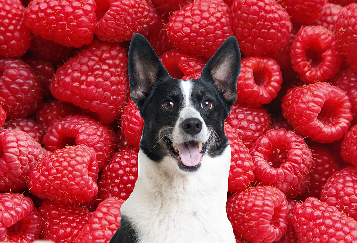 Black and white dog in front of raspberries.