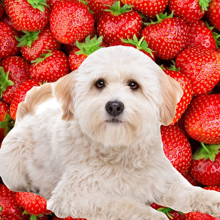 White dog in front of strawberries.