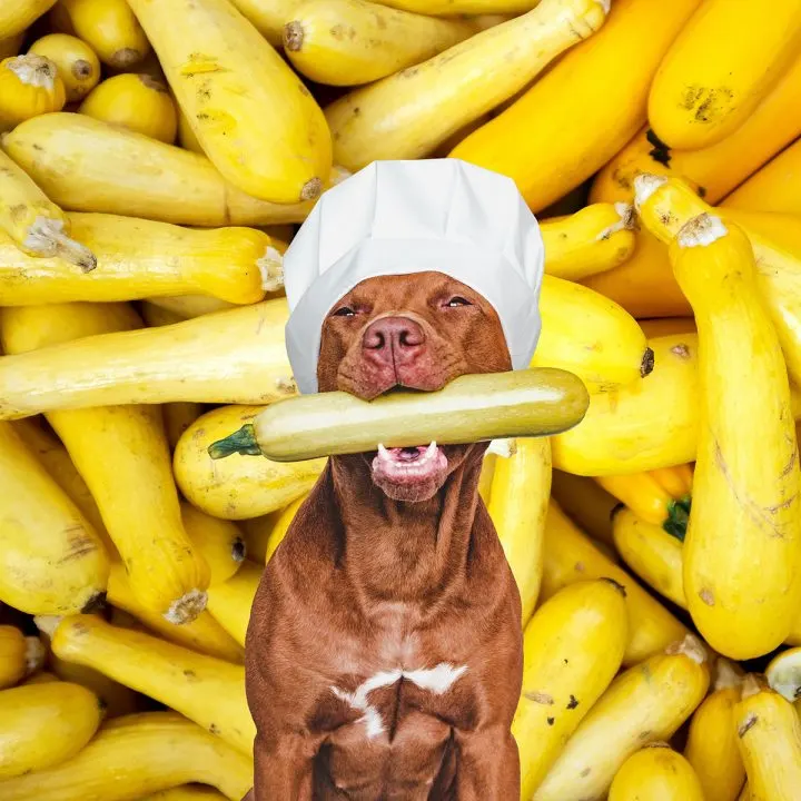 A brown dog holding a yellow squash in its mouth.