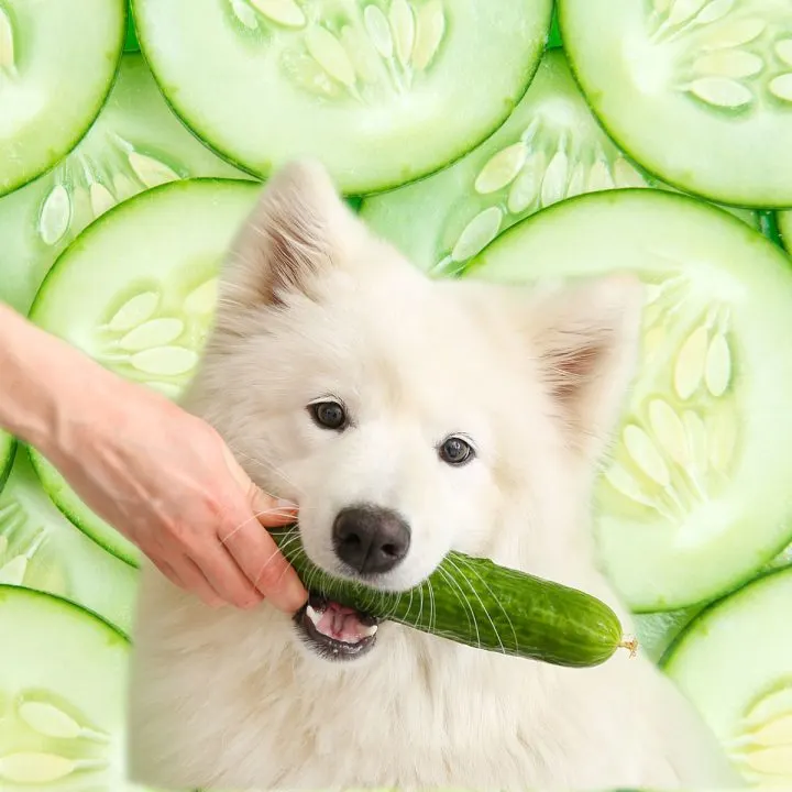 White dog holding a cucumber in its mouth.
