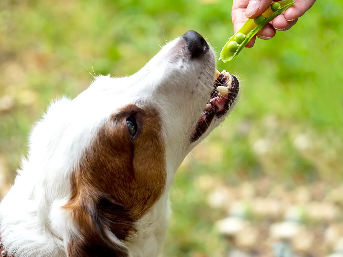Dog eating green peas.