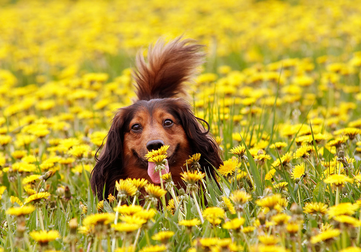 Dog in a field of dandelions.