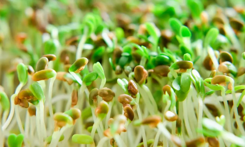 Green bean sprouts.