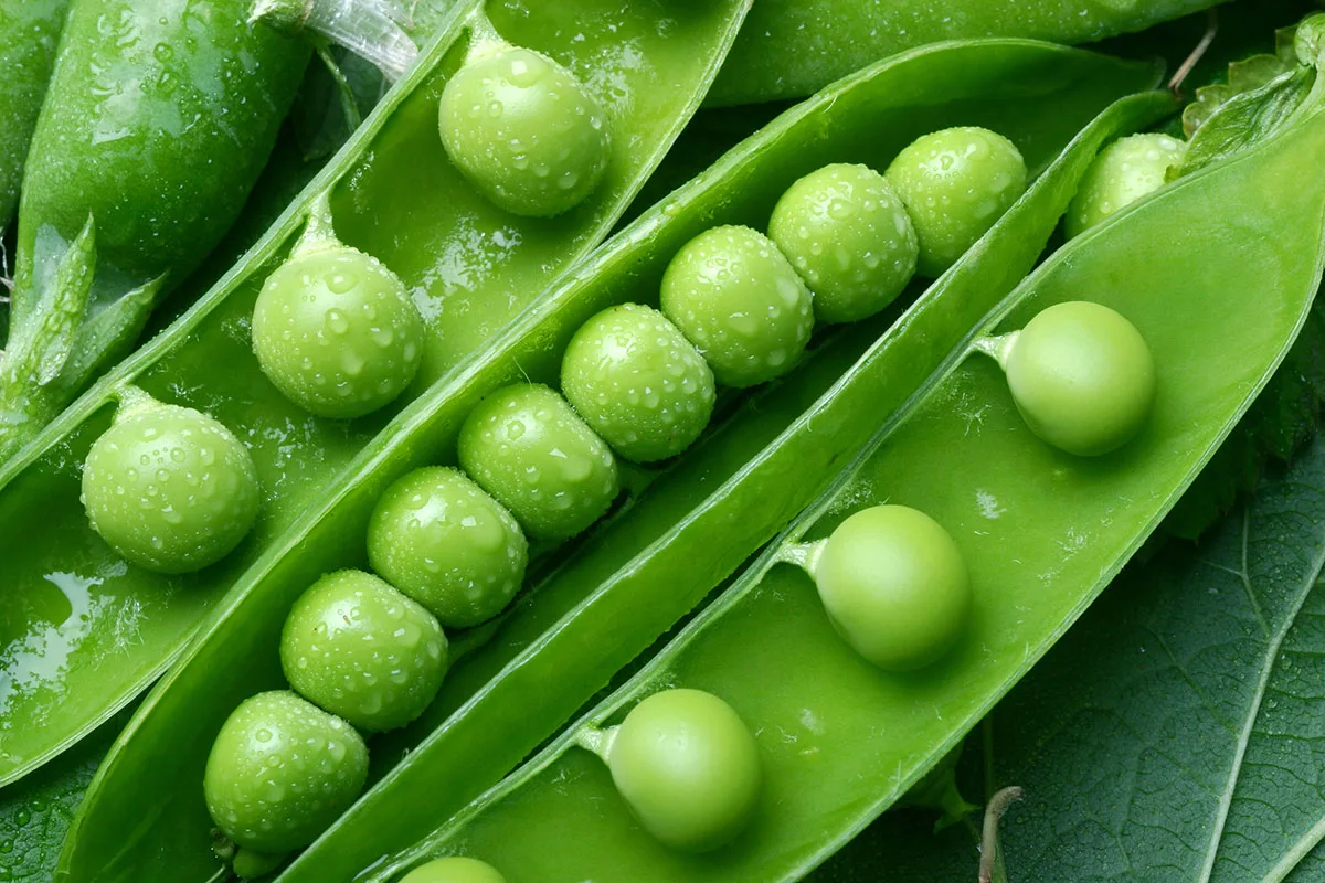 Close up of green peas.