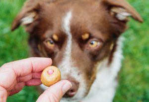Dog eating a pill in a pill pocket.