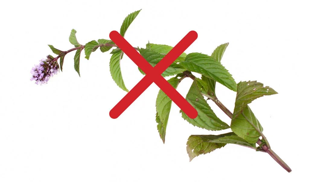 Can Dogs Eat Mint Leaves? It Depends On The Type! Bone Appetreat