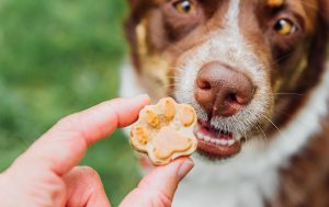 Feeding a dog bacon dog treats.