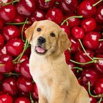 Dog in front of many cherries.