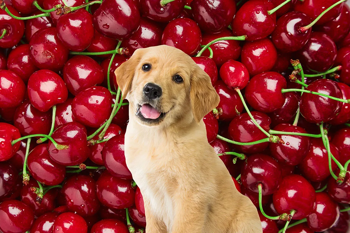 Dog in front of many cherries.