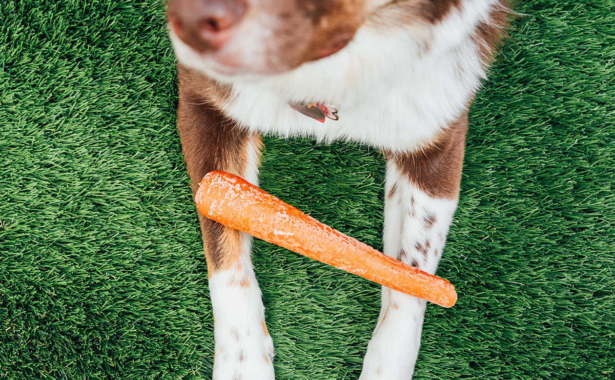 Dog eating a frozen carrot.