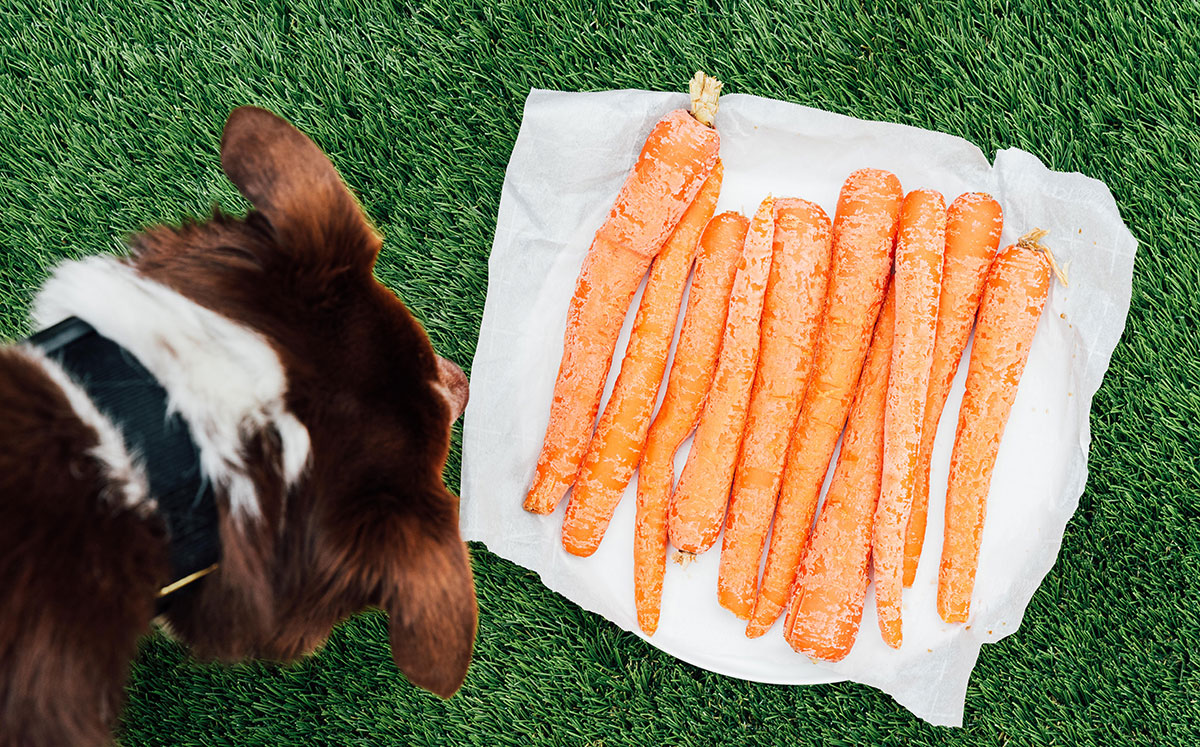 Frozen carrot dog chews on grass.