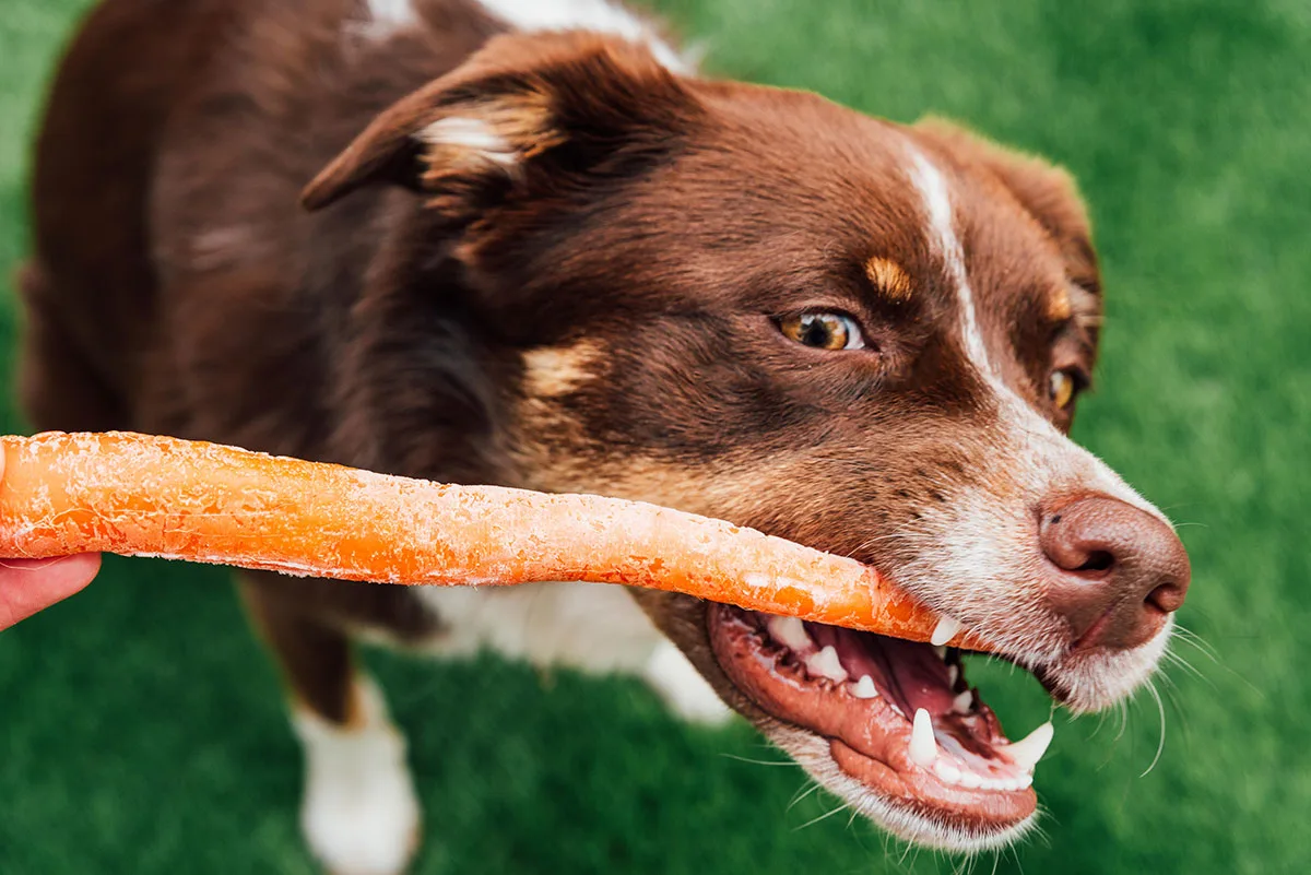 Dog eating a frozen carrot.