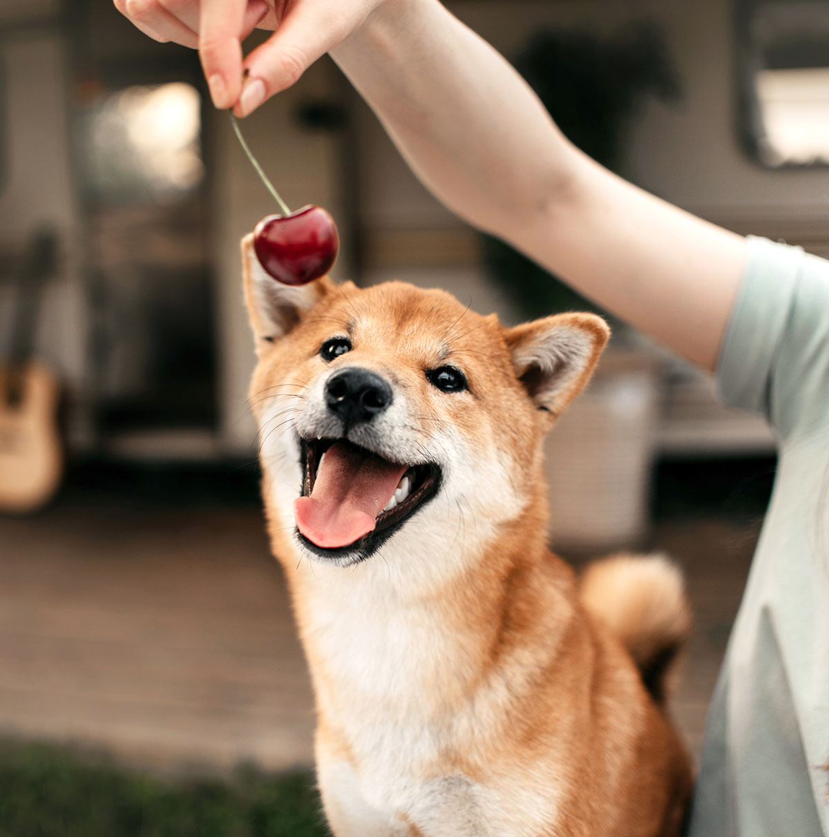 Dog eating a cherry.