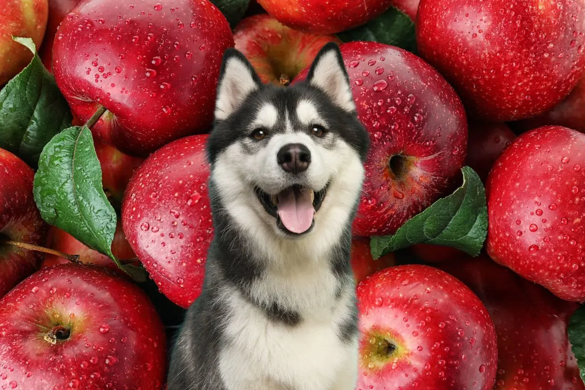 Dog in front of many apples.