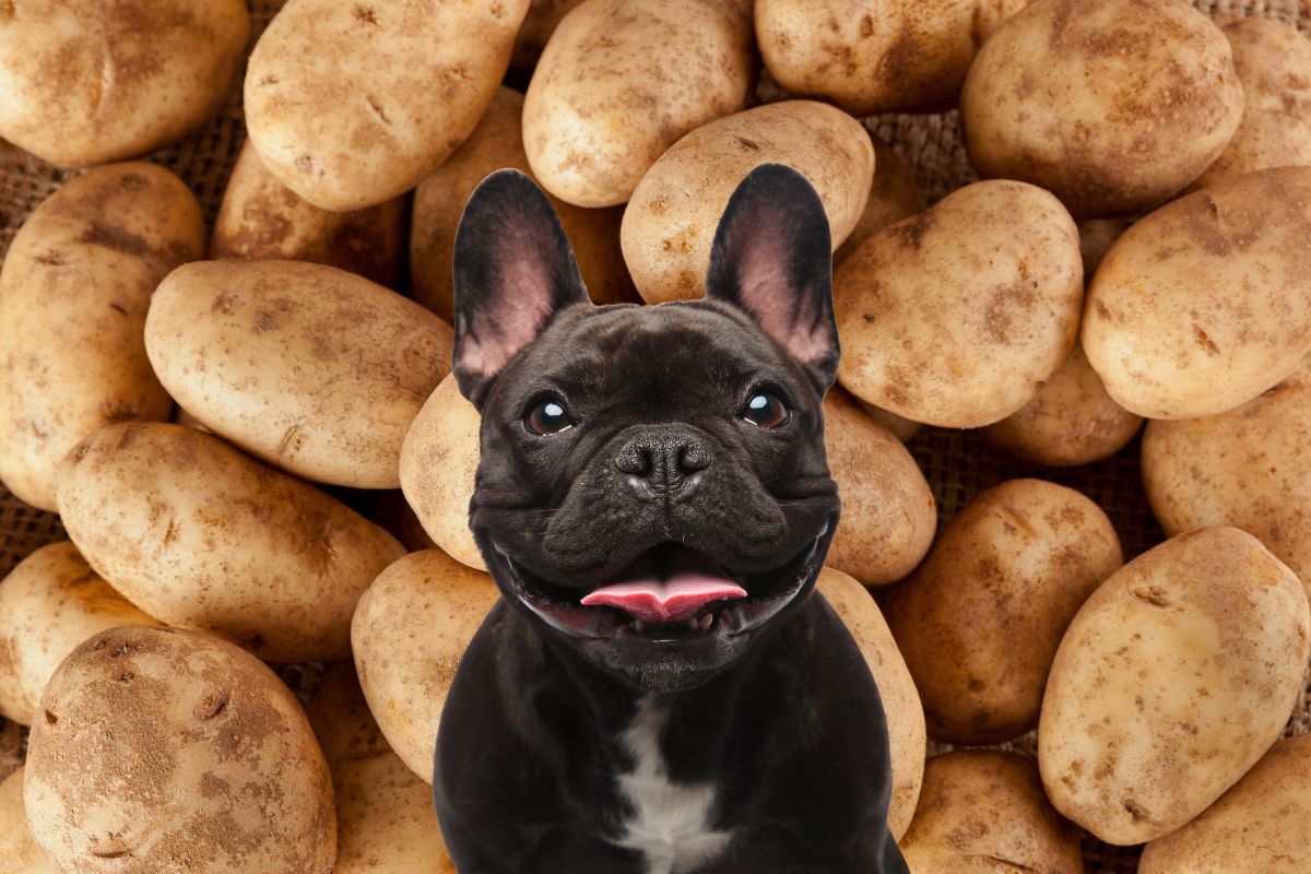 Black french bulldog in front of many potatoes.