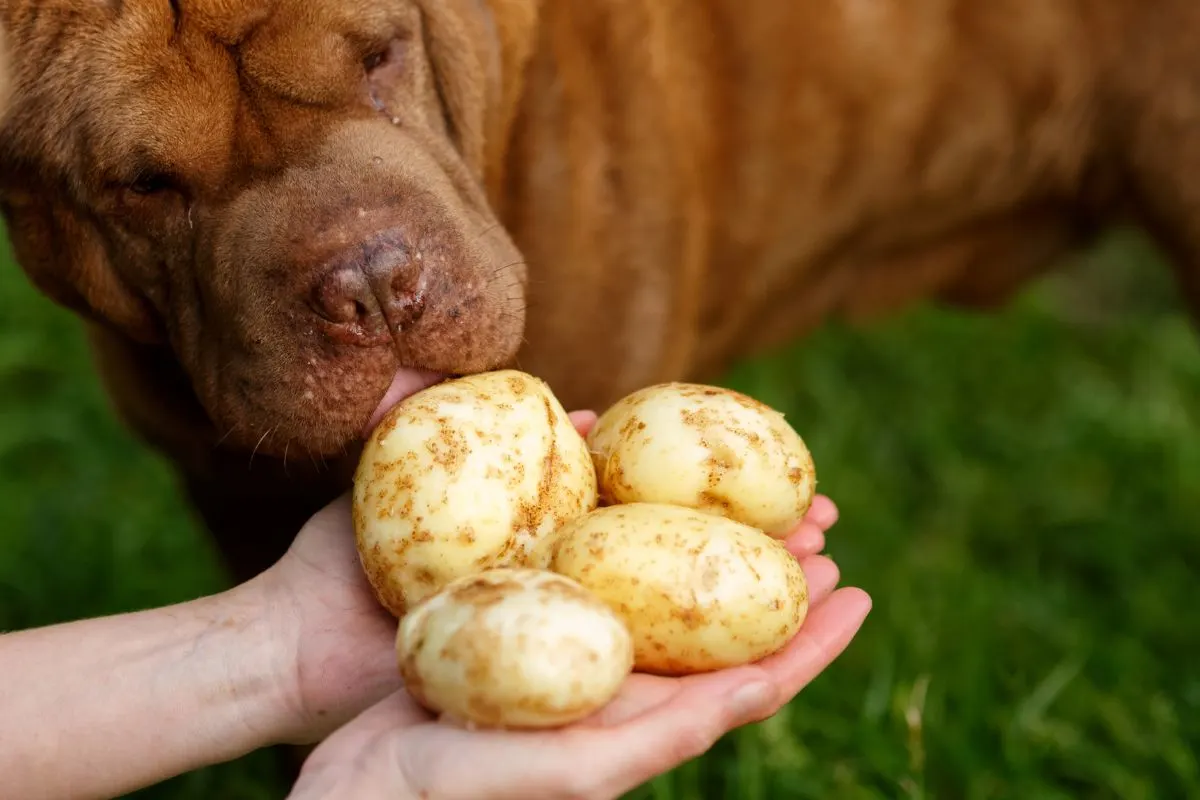 Dog sniffing potatoes.