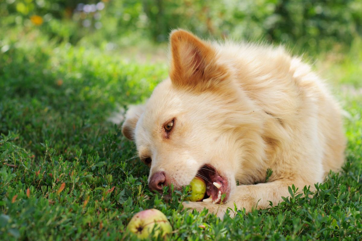 Dog eating an apple in a field.