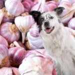 Dog in front of many purple garlic.