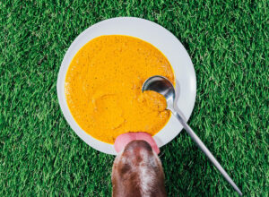 Dog licking golden paste.
