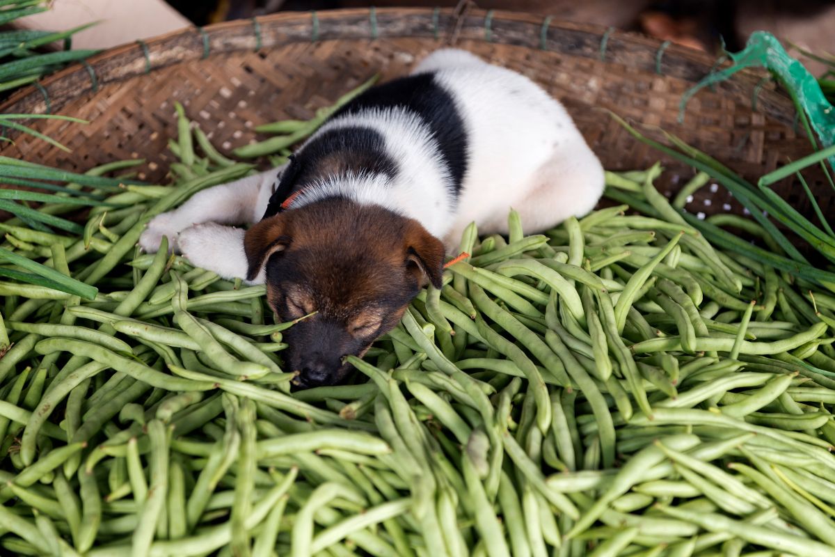 A dog laying on green beans.