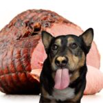 Dog licking in front of a ham hawk.