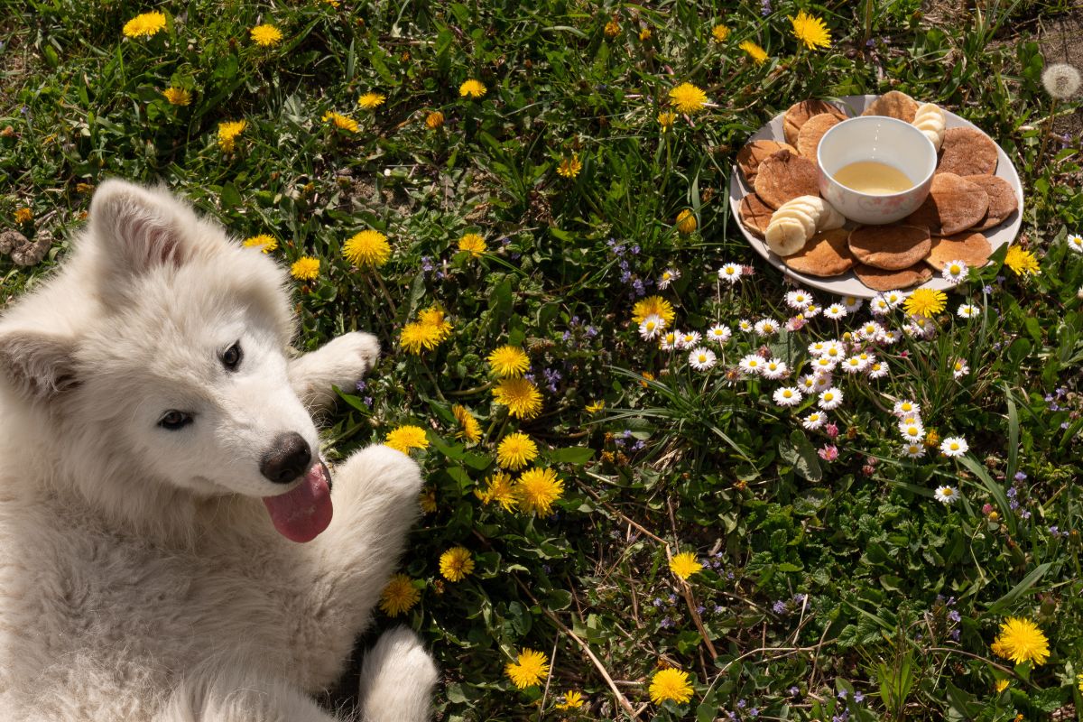 White dog laying in field next to a plate of crackers and honey.