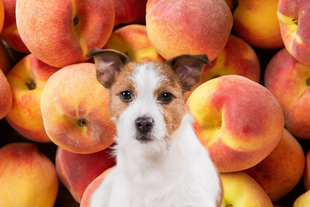 Jack russel in front of many peaches.