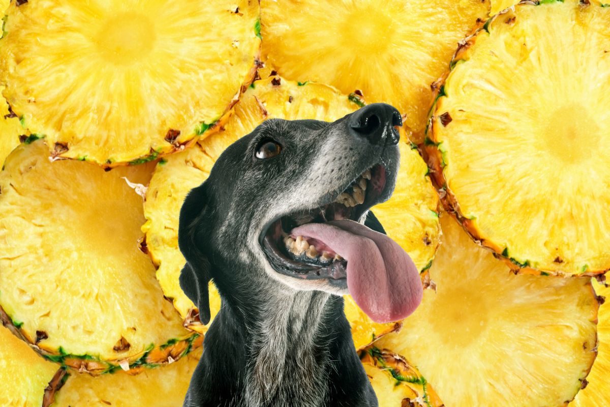 An older dog in front of pineapple slices.