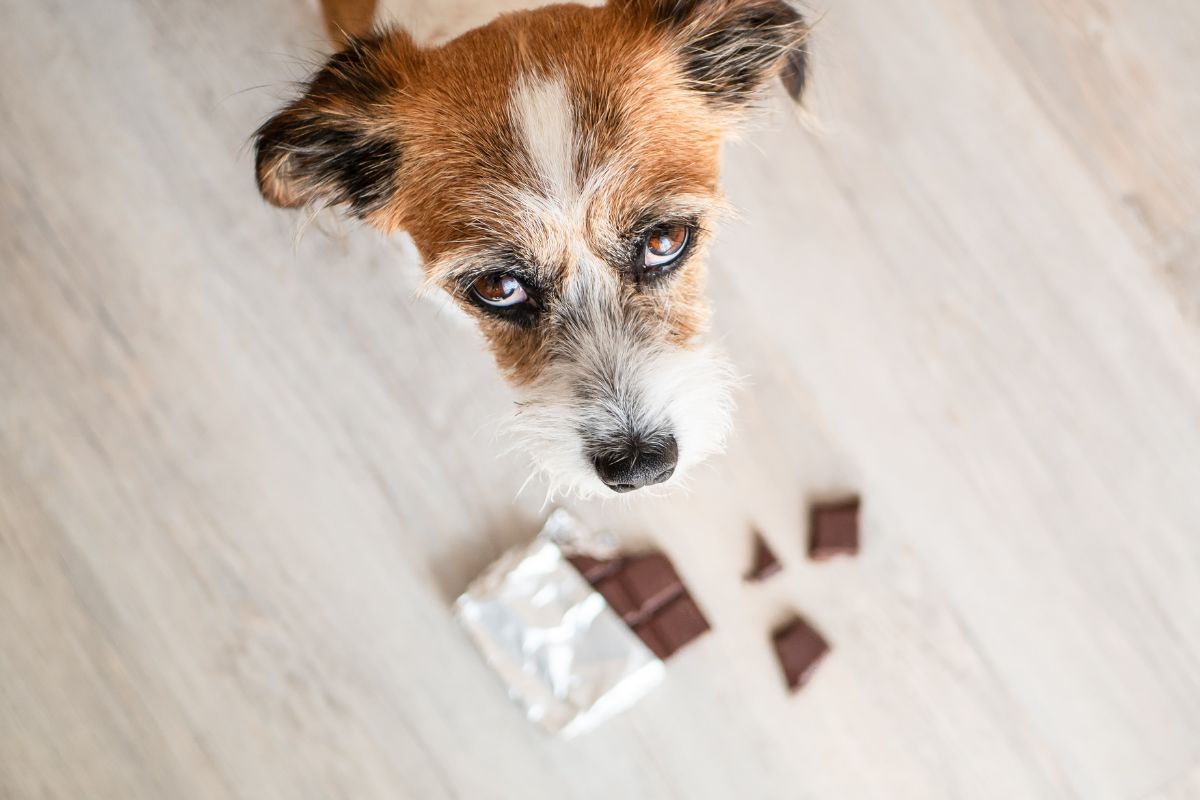Jack russel looking at a bar of chocolate on the floor.