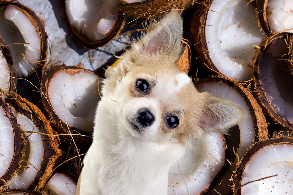 Dog in front of many coconut.